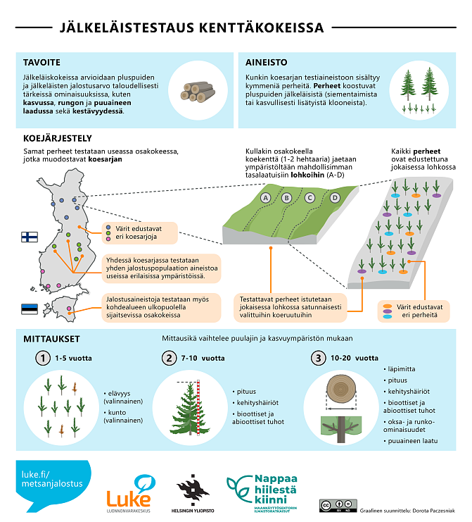 Suomen kartta, jossa kolmen koesarjan osakokeiden paikat. Kenttäkokeen kartta, jossa lohkot ja koerien paikat. Eri-ikäisiä taimia, joista tehdään mittauksia. Informaatio selviää sivun tekstistä.