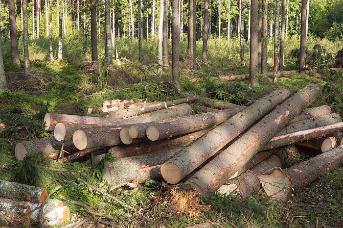 Felled spruce stumps in the forest. 