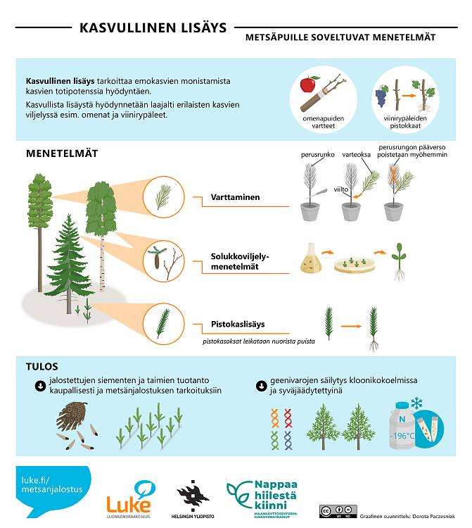 Puita ja niistä otettuja varteoksia, pistokasoksia, käpyjä ja silmuja kasvulliseen monistamiseen. Perusrunko ja nuori varte ruukussa. Silmuja kasvatusalustalla. Juurtumaton pistokasoksa ja juurtunut pistokastaimi. Käpy ja siemeniä. Nuori taimikko. DNA-rihmaa, vartteita, kryotankki ja koeputkia.