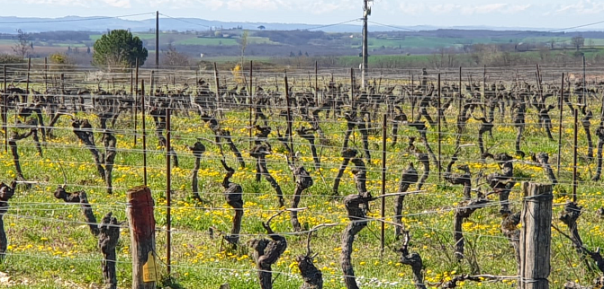 Näkymä viiniköynnösviljelmältä Toulousessa. Köynnöksissä ei ole vielä vihreää, kuva keväältä. Taustalla luminen Pyreneiden vuoristo.
