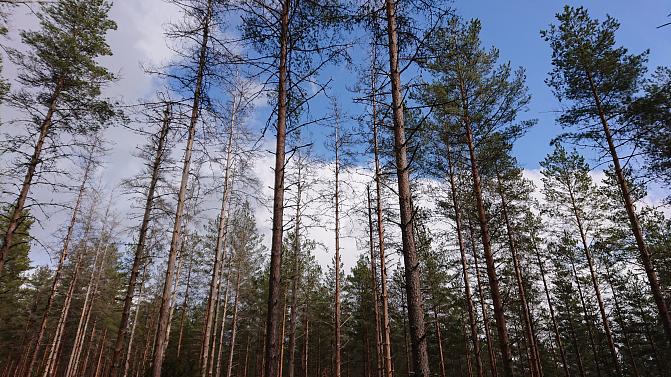 Huonokuntoista mäntymetsää