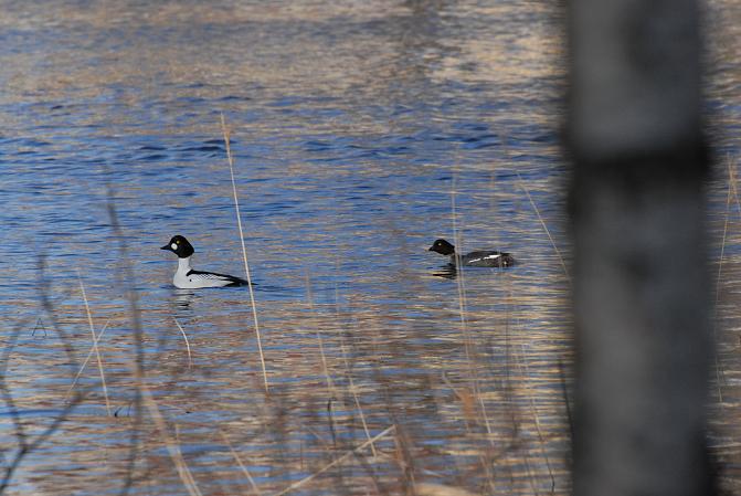 Uros- ja naarastelkkä uimassa
