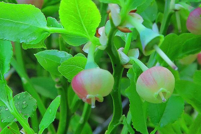 Eri pölytysvaiheessa olevia mustikan kukkia. 