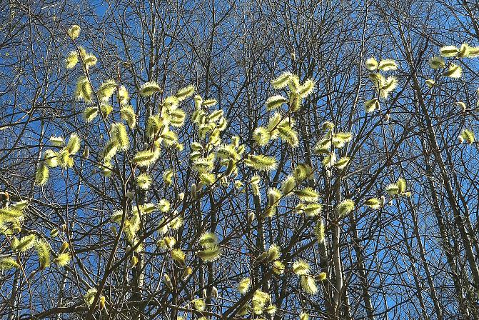 Kaksikotisen raidan hedekukintaa.