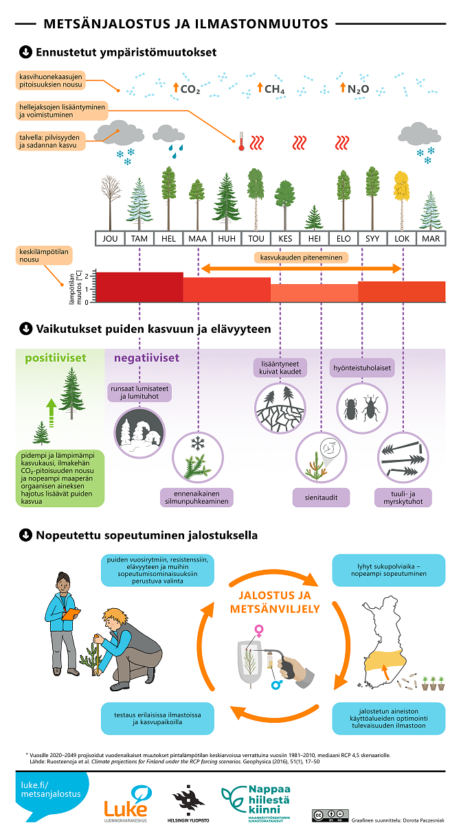 Metsänjalostus ja ilmastonmuutos. Infograafin asiasisältö on kerrottu sivun tekstissä.