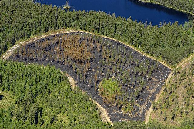 Ilmakuva ennallistamiskokeesta, koe näkyy kuvassa erivärisenä kuin ympäröivä metsä.
