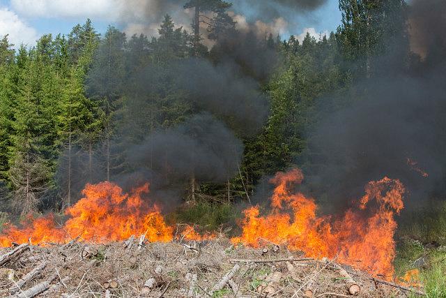 Kasken polttoa metsänrajassa