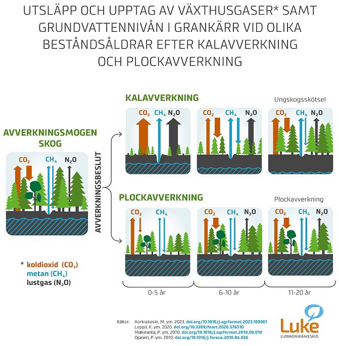 Infografik som visar utsläpp och sänkor av växthusgaser och grundvattennivån i olika åldersklasser av gran efter kalhuggning och röjning. 