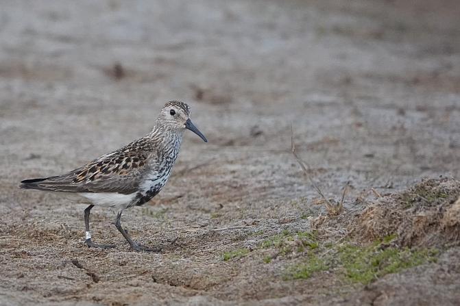 Kuvassa on suosirri. 