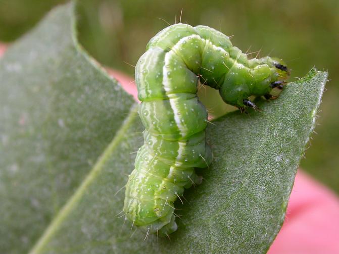 Gammayökkösen toukka syö lehteä