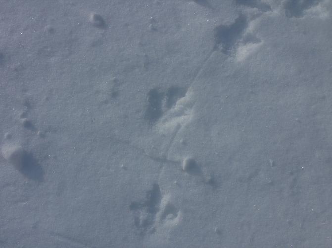 Kuvassa on riekon jäljet hangella.