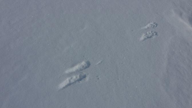 Kuvassa on minkin jäljet hangella.