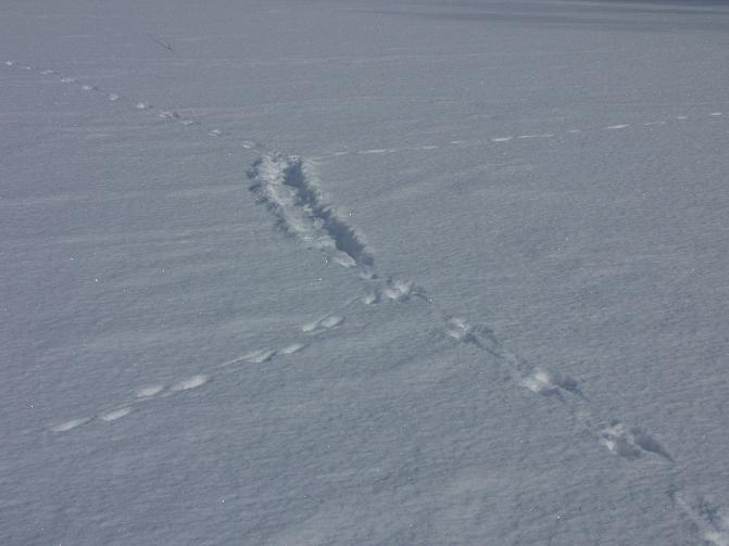 Kuvassa on saukon jäljet hangella.