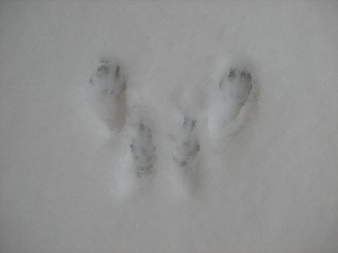 Kuvassa on oravan etu- ja takajalkojen jäljet lumessa.