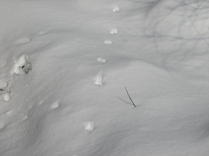 Kuvassa on kärpän jäljet.