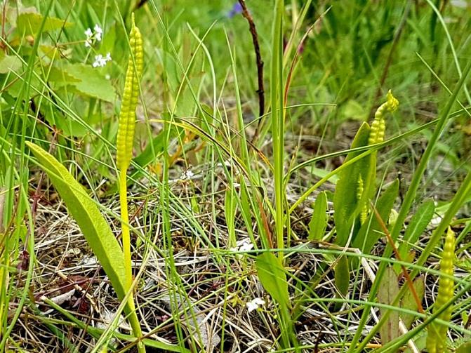 Kuvassa on isokäärmeenkieli