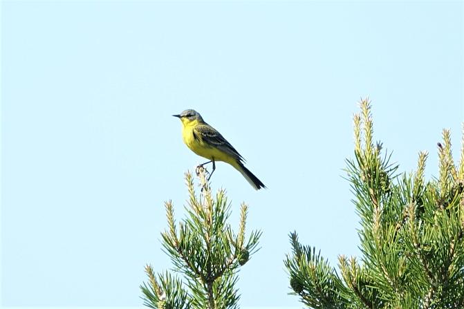 Kuvassa on keltavästäräkki