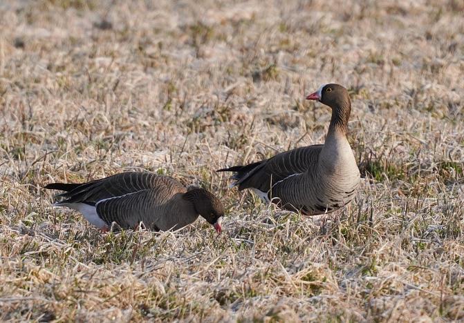 Kuvassa on kaksi kiljuhanhea. 