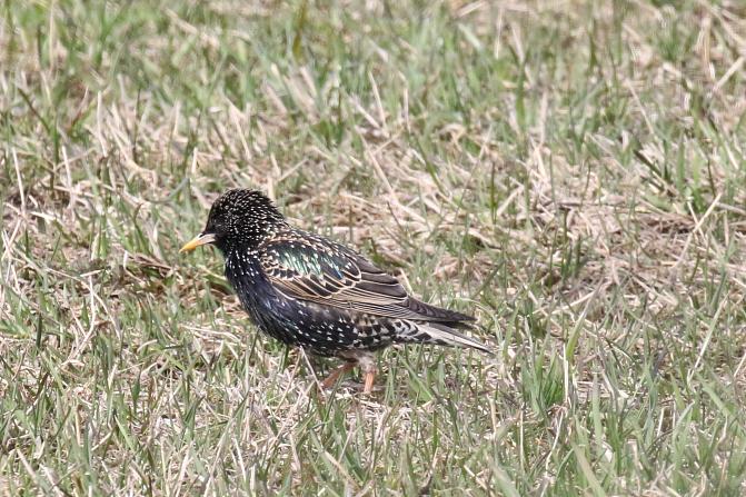 Kuvassa on kottarainen