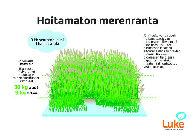 Infograafissa kuvataan ravinteiden kiertoa hoitamattomalla merenrantaniityllä-