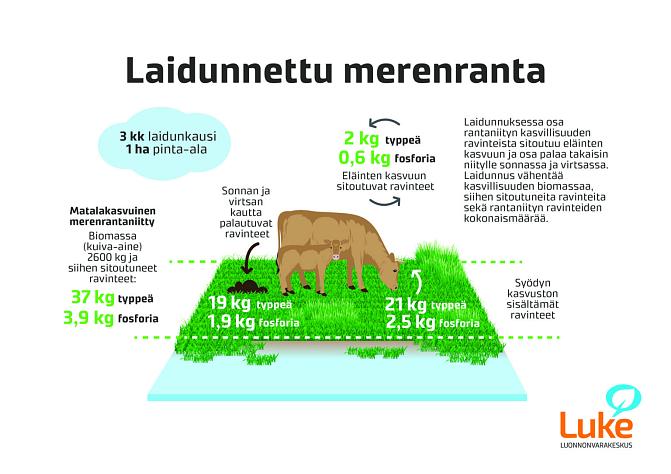 Infograafissa kuvataan ravinteiden kiertoa rantalaitumilla. 