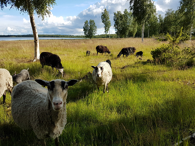 Lampaita rantalaitumella_vain Rantalaidun-hankkeen käyttöön