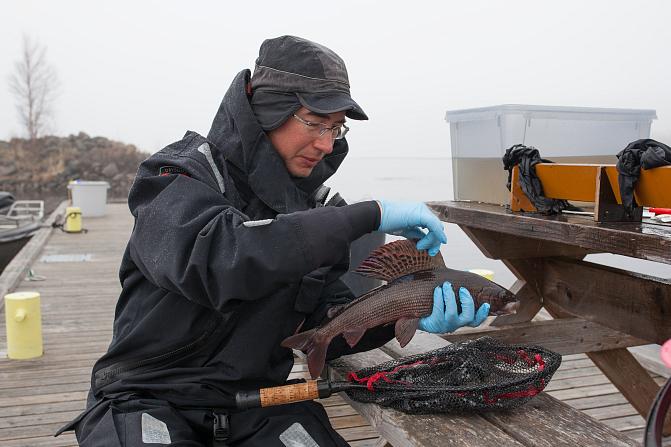 Kuvassa tutkija asentaa akustisen merkin meriharjukselle