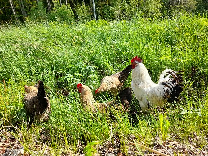 Kukko ja neljä kanaa nurmikolla