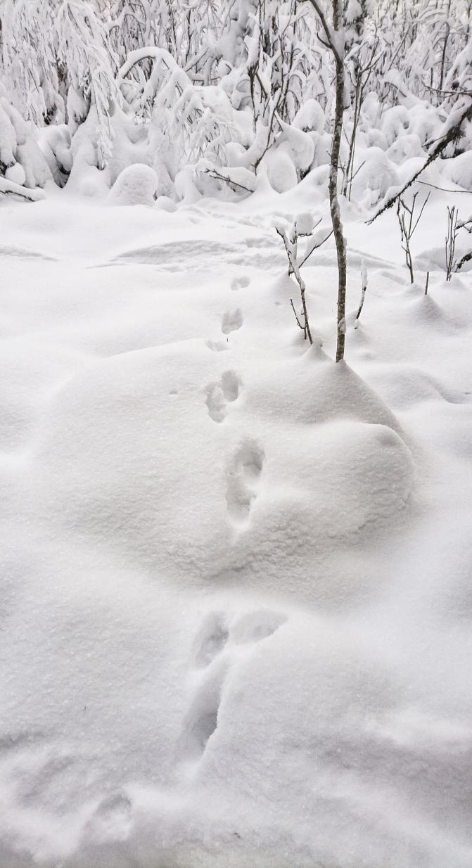 Kuvassa on näätän jäljet hangella.