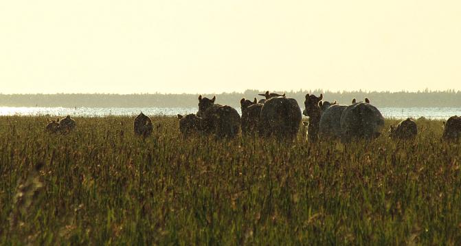Kuvassa on lihakarjaa rantalaitumella