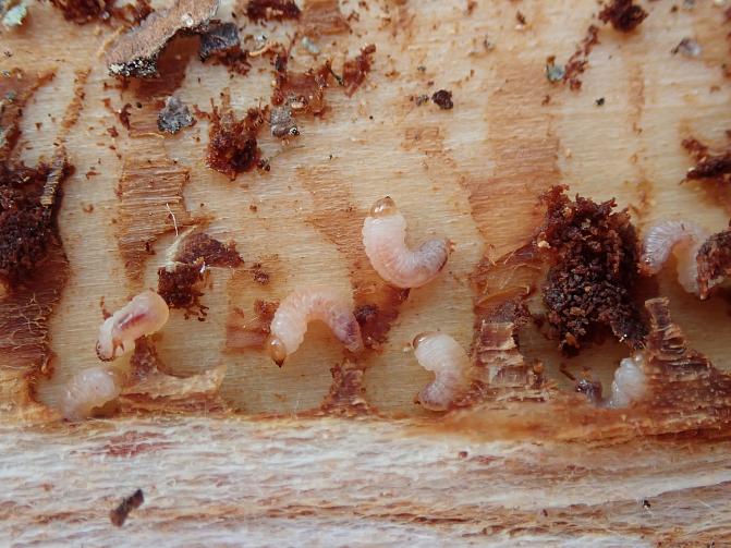 Kirjanpainajakuoriaisen valkoisia toukkia puun rungolla.