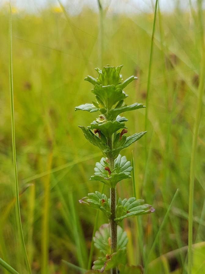 Kuvassa on perämerensilmäruoho