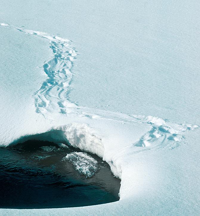 Kuvassa on saukon jäljet avantoon.