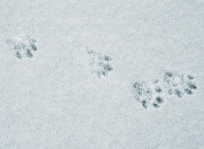 Kuvassa on saukon jäljet hangella.