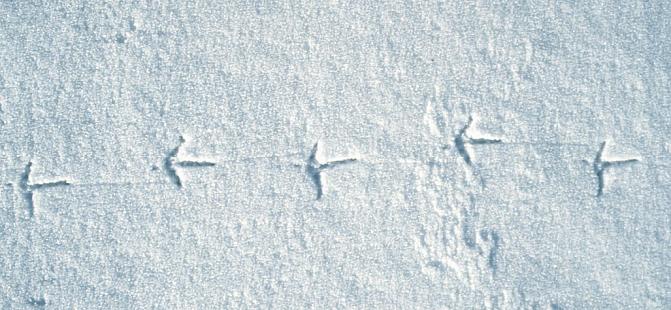 Kuvassa on fasaanin jäljet hangella.