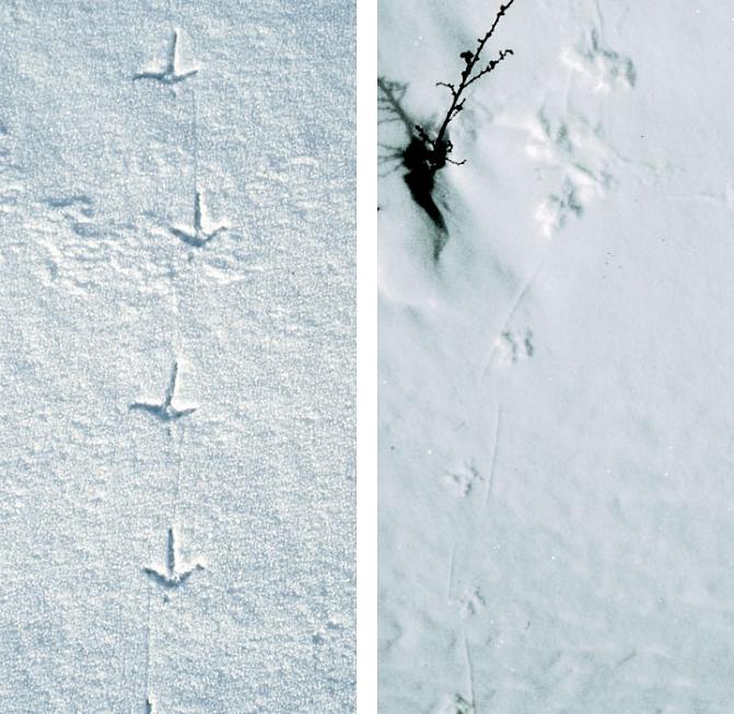 Kuvassa on fasaanin ja riekon jäljet