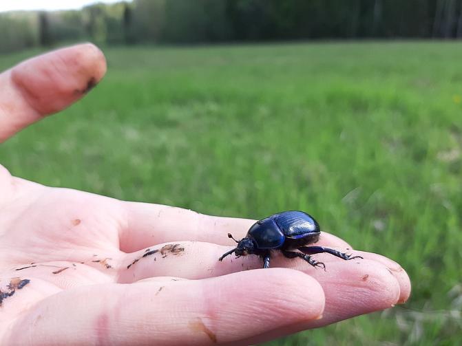 Sontiainen eli isosittiäinen on suurin lantakuoriaislaji Suomessa.