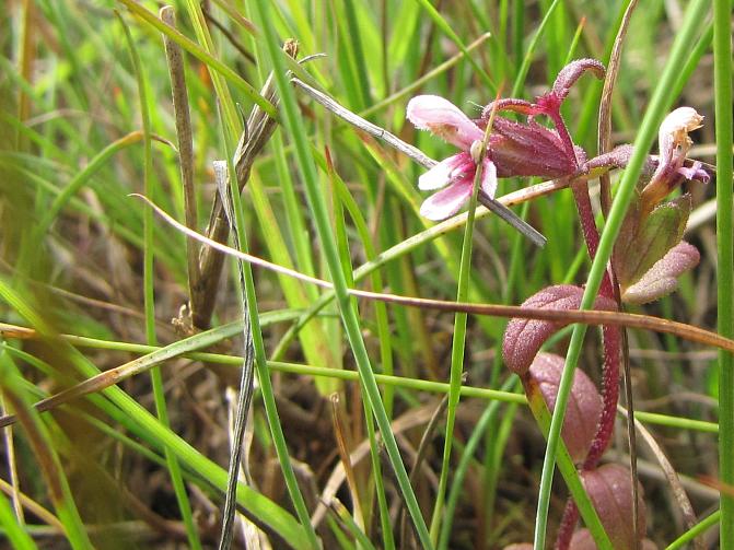 Kuvassa on suolasänkiö. 