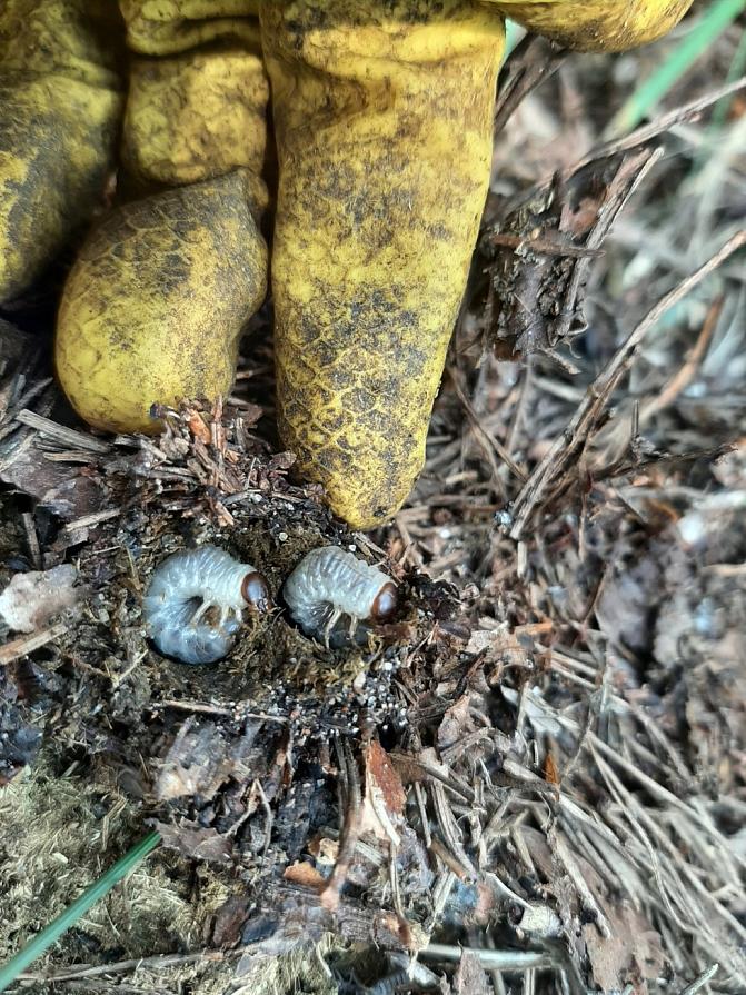 Ukko- tai kaarilantiaisen toukkia lehmänlannassa Örössä. 