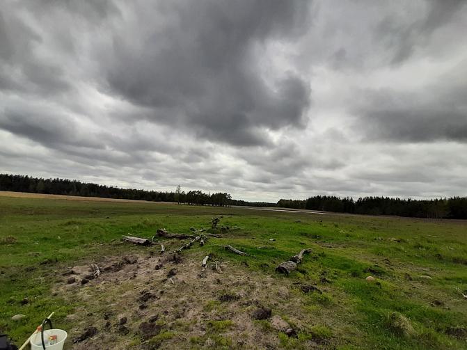 Vaihtelu kasvillisuuden peittävyydessä lisää monimuotoisuutta: tämän rantalaitumen hiekkapaljastuman lannalla havaittiin uhanalainen särkkälantiainen. 