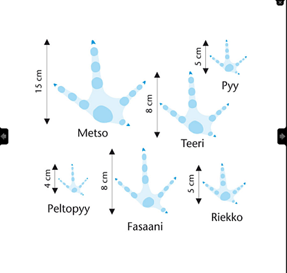 Kuvassa on piirrettynä fasaanin jäljet.