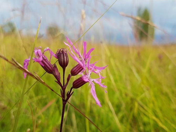 Kuvassa on käenkukka. 