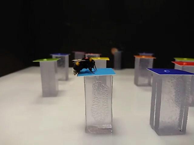 Kimalainen sinisellä, kukkaa demonstroivalla alustalla.