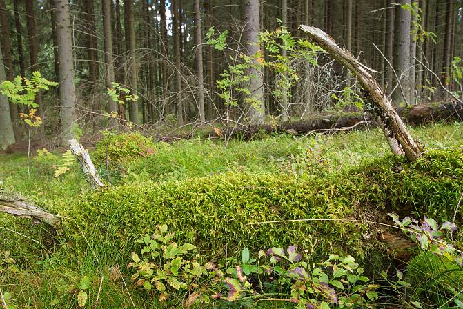 Metsämaassa maatunutta puuta