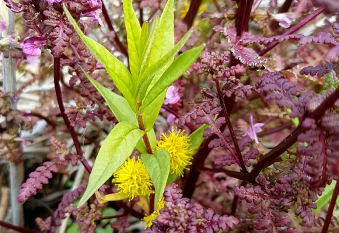 Kuvassa on luhtakuusio. 