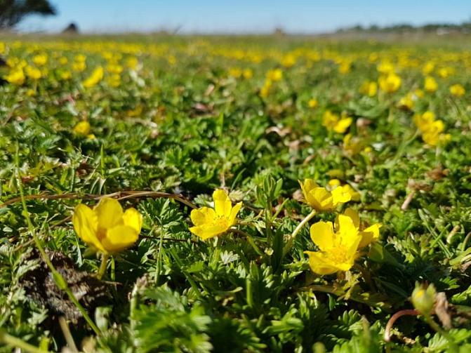 Kuvassa on meriketohanhikki