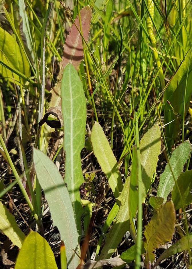 Kuvassa on meripeltovalvatin lehtiä. 