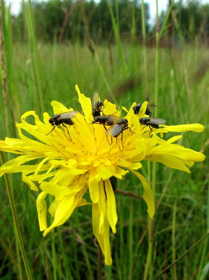 Kuvassa on meripeltovalvatti. 