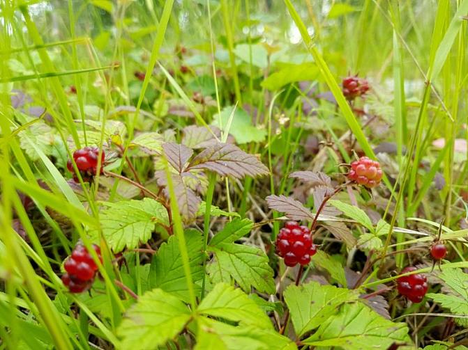 Kuvassa on mesimarja