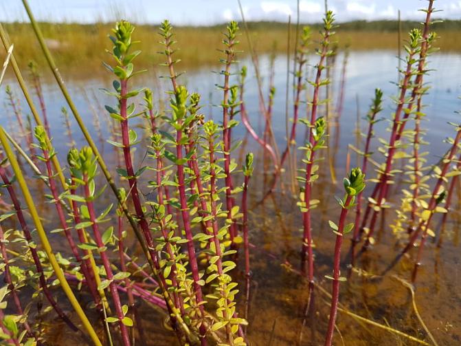 Kuvassa on nelilehtivesikuusi